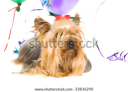 stock photo : Pretty Yorkie puppy with balloons and streamers, 