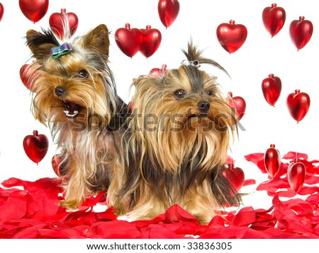 pictures of puppies and hearts