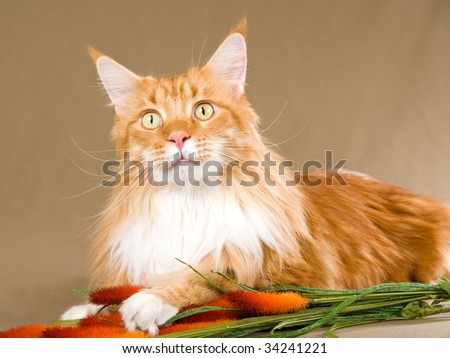 Show champion red Maine Coon on khaki background