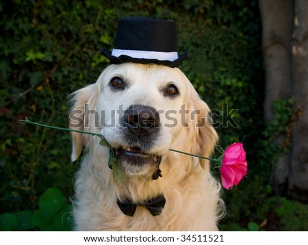 Golden Retriever dog with rose and black hat, against garden background