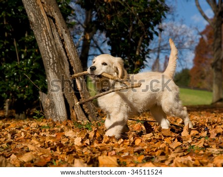 Cute Golden Retriever puppy with stick in mouth, in field of fallen autumn fall leaves