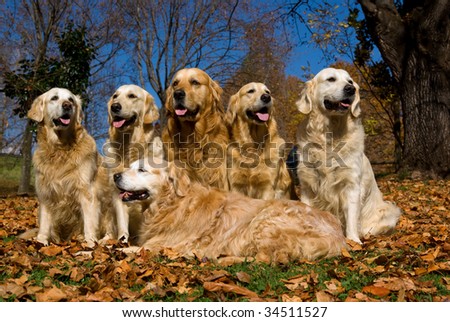 6 Golden Retriever dogs in field of fallen autumn fall leaves