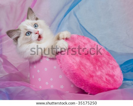 Laughing Ragdoll kitten in pink gift box