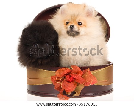 teacup pomeranian puppies for free. Currently for sale on teacup