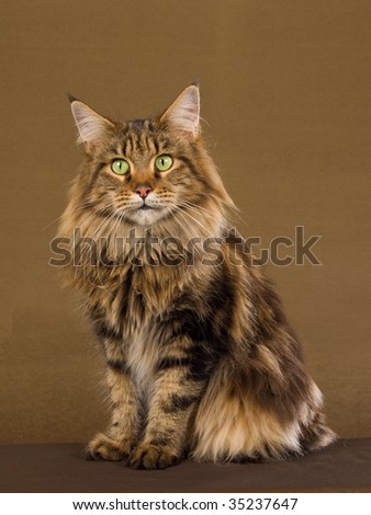 Maine Coon show champion, on bronze background