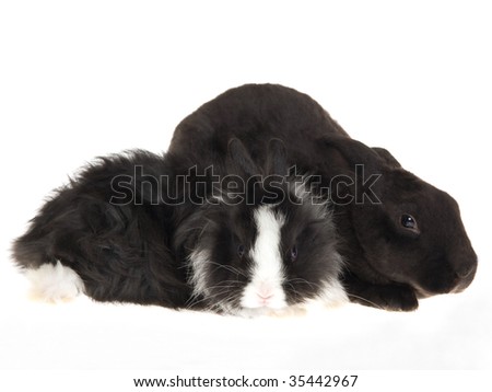 Black And White Rabbit Clipart. lack and white rabbits for