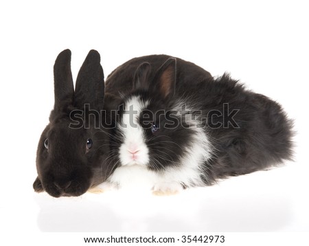 Black And White Rabbit Clipart. 2 lack and white rabbits