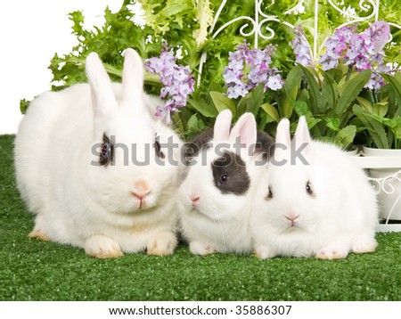 3 Bunny with lilac flowers on green lawn, on white background