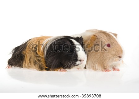 guinea pig wallpaper. Long-haired Guinea Pigs