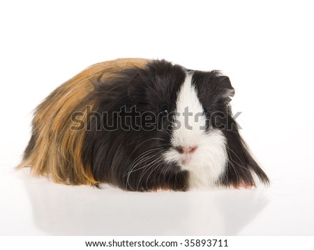 guinea pig wallpaper. ofperuvian guinea pigs for