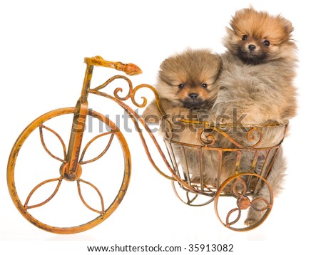 White Pomeranian Puppy Pictures. 2 Pomeranian puppies on