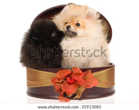 Pomeranian Puppies Pictures. pomeranian wallpaper. Pomeranian Puppies Pictures.