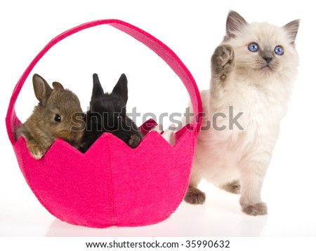Ragdoll kitten with bunnies in pink easter basket on white background
