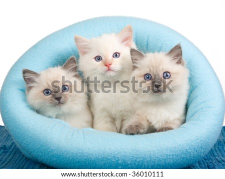 Ragdoll kittens in blue
