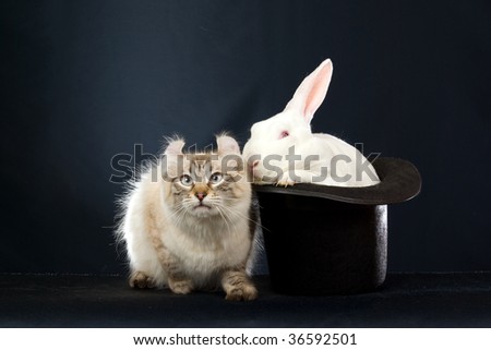 with american curl cat,