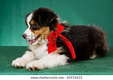 Side profile of Australian Shepherd puppy with red Christmas bow on green fabric background
