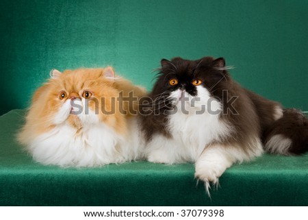 Show champion Persians on green background fabric