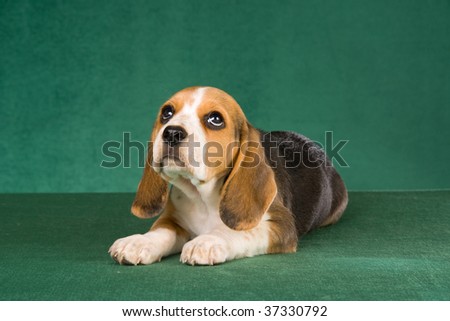 sad beagle puppy