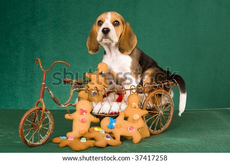 Cute Beagle puppy in mini delivery bike with gingerbread men, on green background
