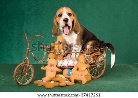 Cute Beagle puppy in mini delivery bike with gingerbread men, on green background