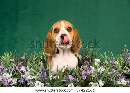 Beagle puppy lying in field of lavender flowers, on green background