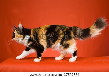Maine Coon Calico