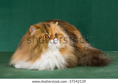 Show champion tortie tabby lynx Persian on green background