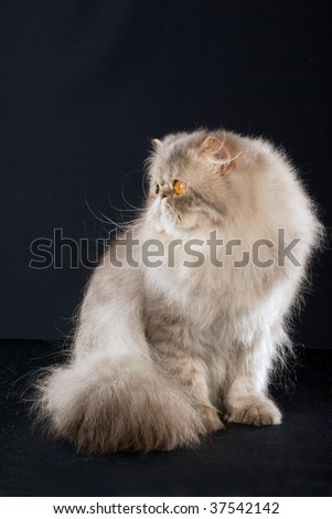 National champion blue tabby lynx Persian on green background