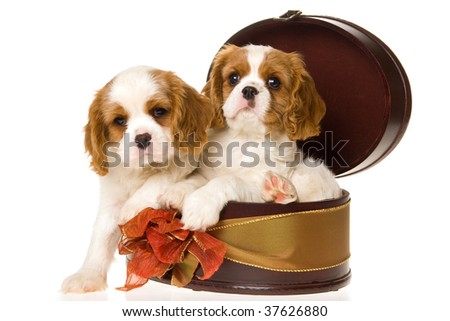 2 Cute Cavalier King Charles spaniel puppies in gift box, on white background