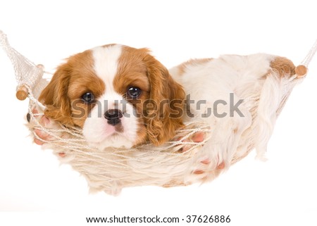 Cute Cavalier King Charles spaniel puppy in hammock, on white background