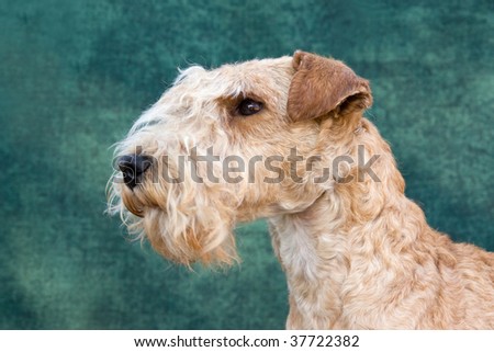 Portrait of show champion Lakeland terrier on green background