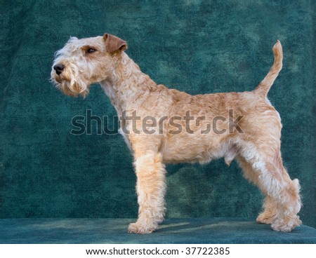 Show champion Lakeland terrier on green background