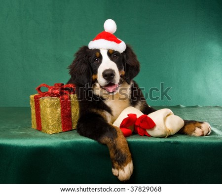 Bernese Mountain Dog puppy with bone and christmas gift, on green background