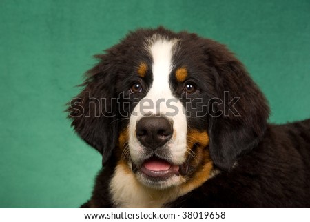 bernese mountain dog puppies. Bernese Mountain Dog puppy