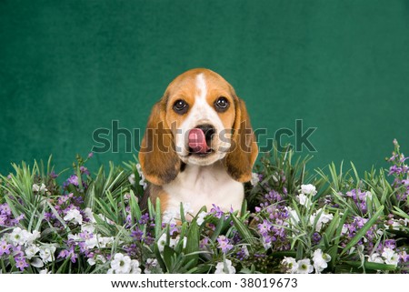 Cute Beagle puppy in field of lavender purple flowers, on green background