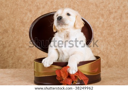 Cute Golden Retriever puppy sitting in round gift box, on brown fabric background