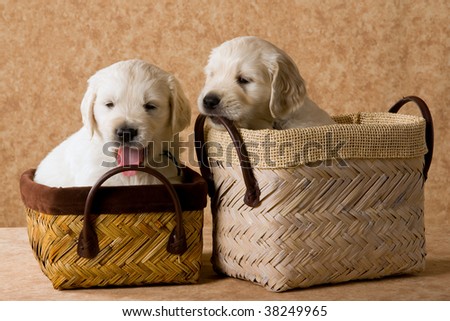 cute golden retriever puppy pics. stock photo : 2 Cute Golden
