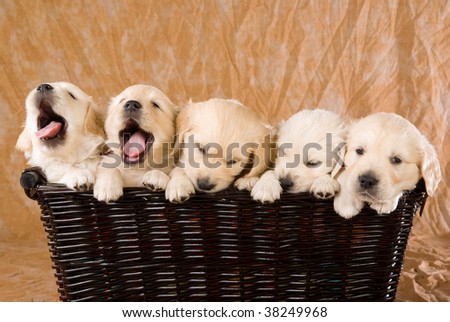 dachshund golden retriever mix puppies. dachshund golden retriever mix