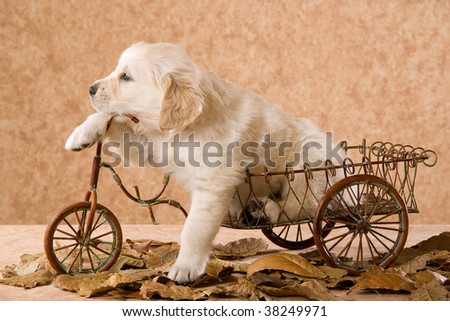 cute golden retriever puppies wallpaper. stock photo : Cute Golden