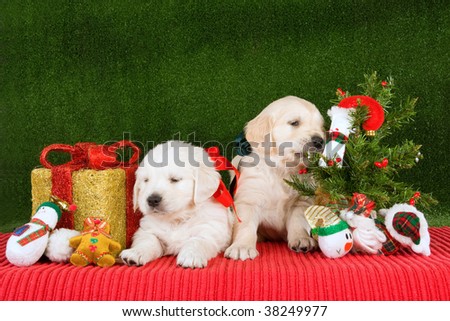 cute golden retriever puppy pictures. stock photo : Cute Golden