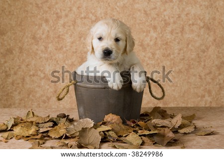 cute golden retriever puppies wallpaper. stock photo : Cute Golden
