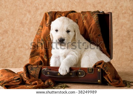 golden retriever puppy cute. stock photo : Cute Golden
