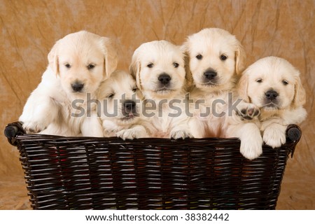 cute golden retriever puppy pics. stock photo : 5 cute Golden
