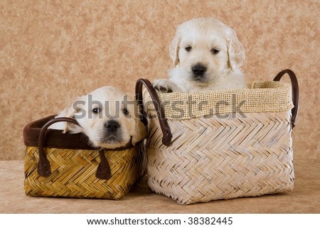cute golden retriever puppy pics. stock photo : 2 cute Golden