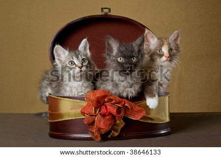 3 LaPerm kittens in brown round gift box