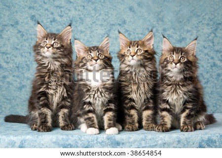 maine coon cat. stock photo : 4 Maine Coon