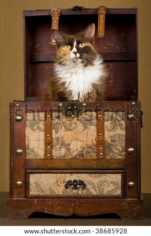 Calico LaPerm cat sitting inside vintage steamer trunk luggage