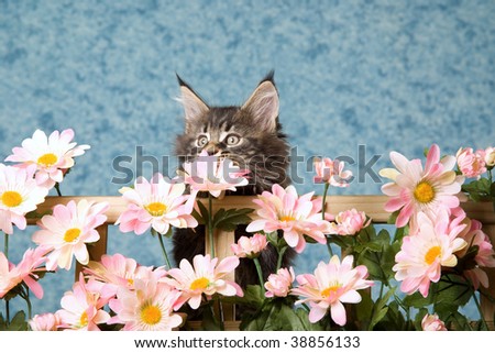 Cute Maine Coon kitten hiding behind pink flowers