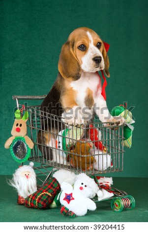 mini beagle puppies. stock photo : Beagle puppy