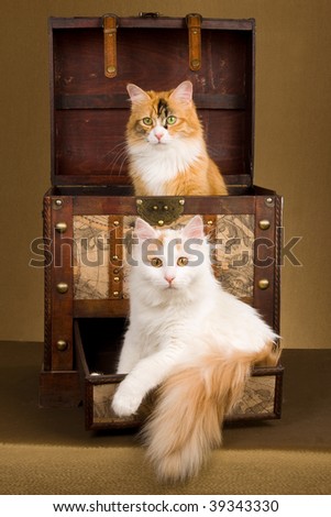 2 Beautiful cats sitting in vintage luggage trunk